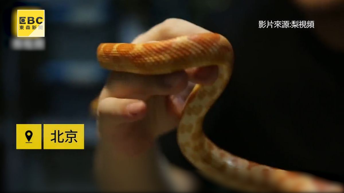 「我覺得這東西真帥！」 白領設計師狂養40條蛇 同事都傻眼