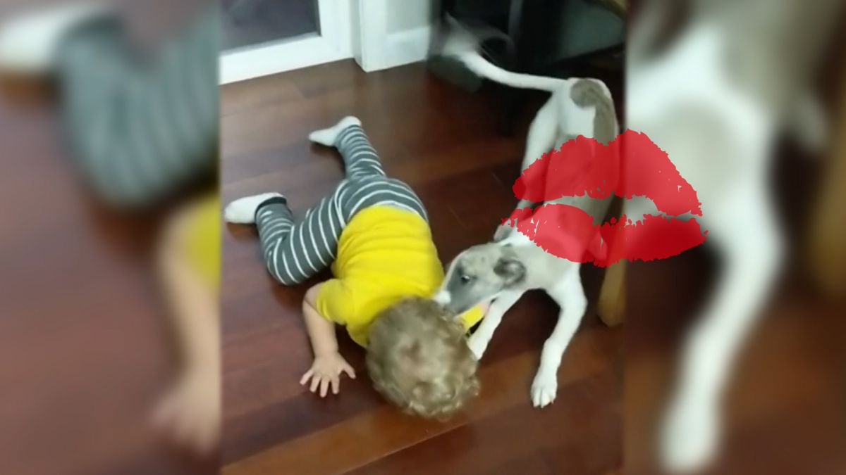 不用哄！毛孩狂吻融化寶寶 鬧完彆扭立刻破涕為笑