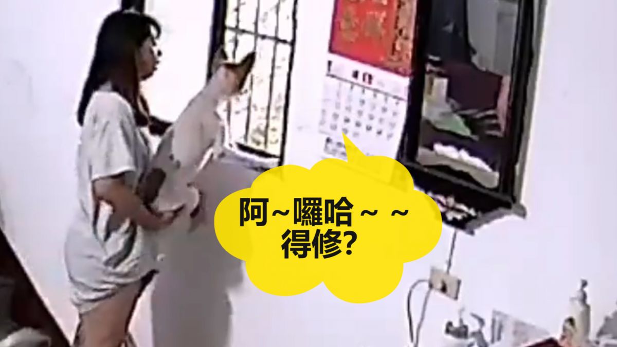 有啥好看？飼主瞄一眼窗戶 好奇二汪吵+1 媽無言：外面只有田