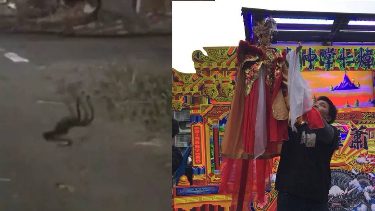 【影片】 不祥之兆？ 驚見2條雨傘節纏鬥 布袋戲偶師曝禁忌「恐有壞事發生」