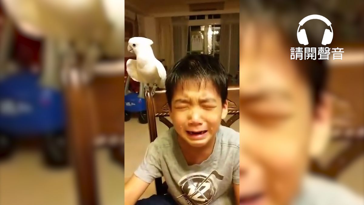 【影片】白目鸚鵡咬壞筆惹哭小主人 搖頭拒絕道歉還大喊「好乖哦」