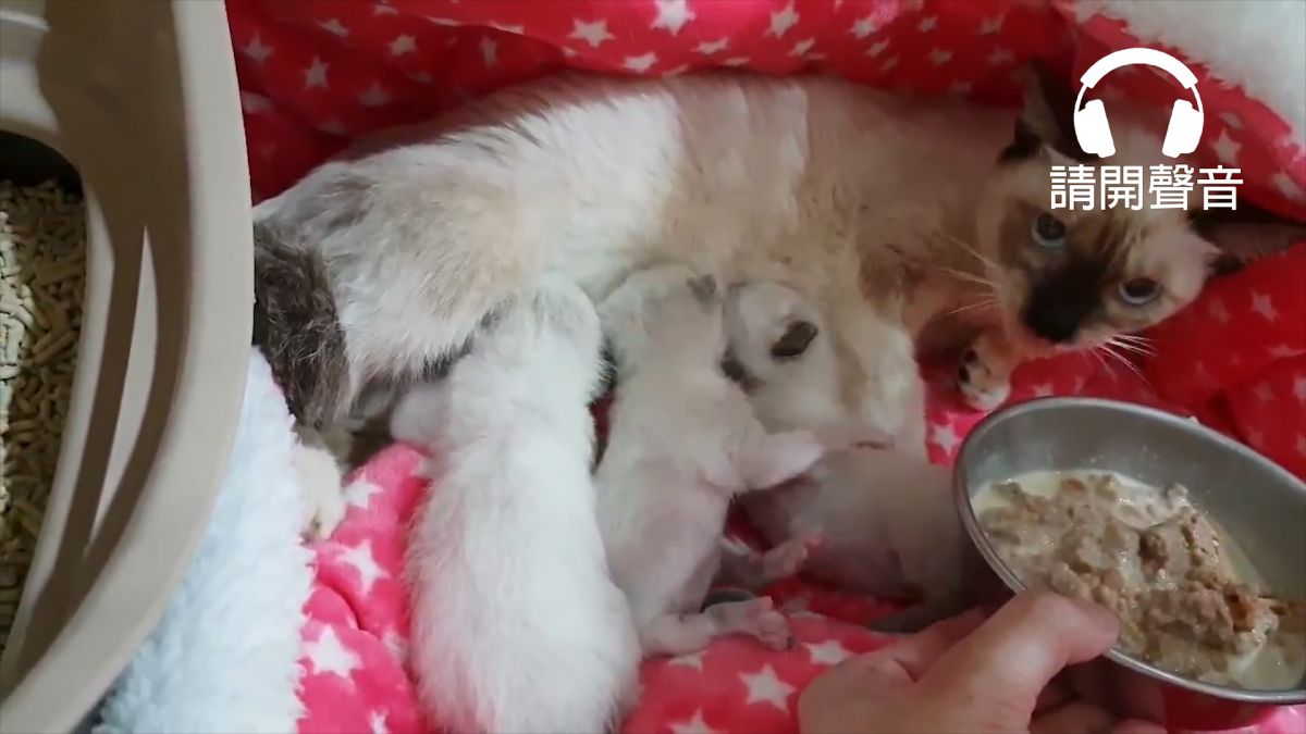 【影片】喵禁之巔？奶貓邊喝奶邊打架 媽媽一臉無奈 網笑「去練舞室打」